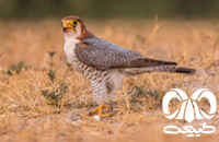 گونه شاهین سرحنایی Red-necked Falcon